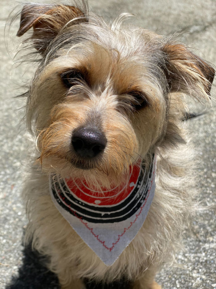 Darcy O and Co - Acme Bandana